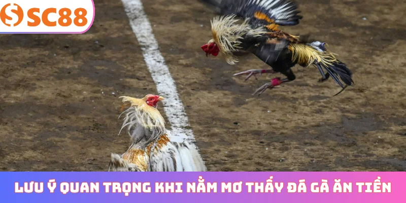 Lưu ý quan trọng khi nằm mơ thấy đá gà ăn tiền